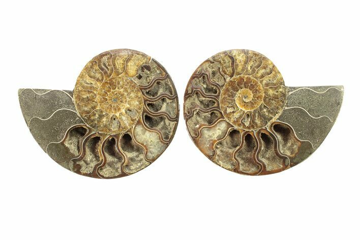 Cut & Polished, Agatized Ammonite Fossil - Crystal Chambers #270264